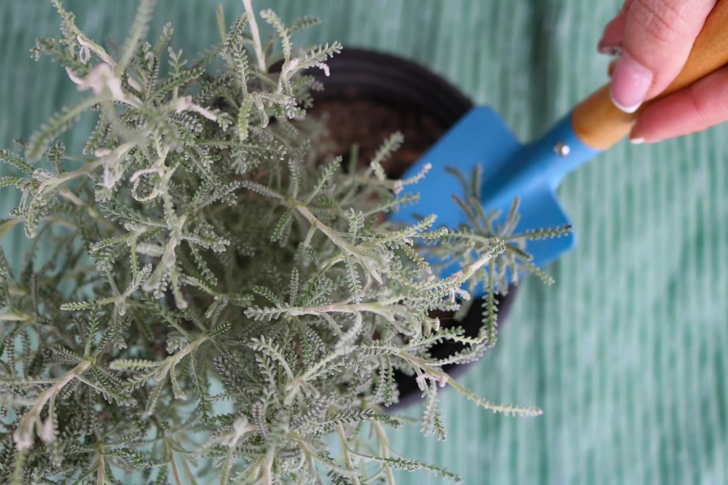 Le choix du terreau est aussi important que celui du pot !