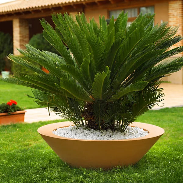 Jardinera - Centro