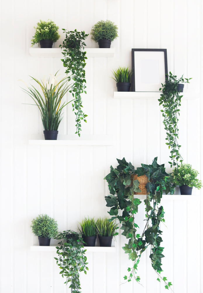 Étagère Murale Plante