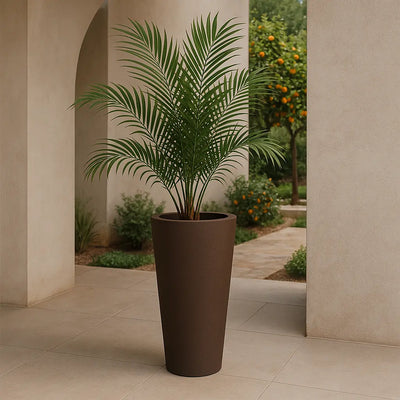 Maceta - Ficus